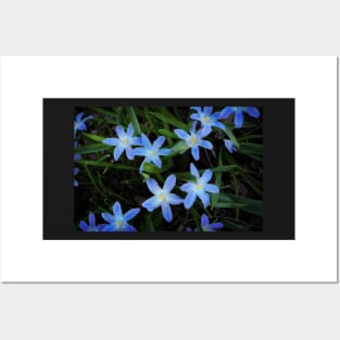 Scilla Flowers In The Morning Posters and Art